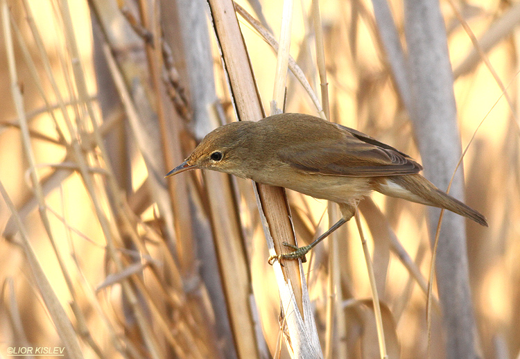 Eurasian Reed Warbler Acrocephalus scirpaceus, the Btecha, October 2013.